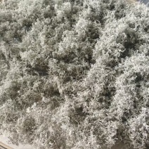 湖南湘西自治州永顺莓茶