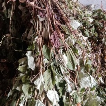 鱼腥草野生鱼腥草23年新货甘肃陇南一手货源欢迎咨询