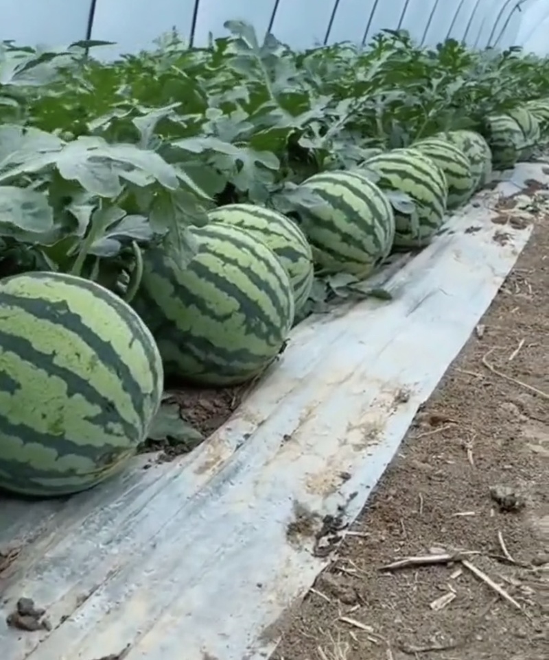 精品美都无籽麒麟瓜