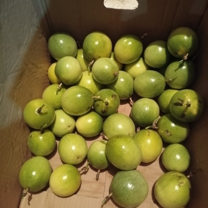 分克机,发电商,头批靚果,400亩钦蜜九号黄金百香果百香果,工厂果,果汁