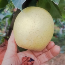 皇冠梨