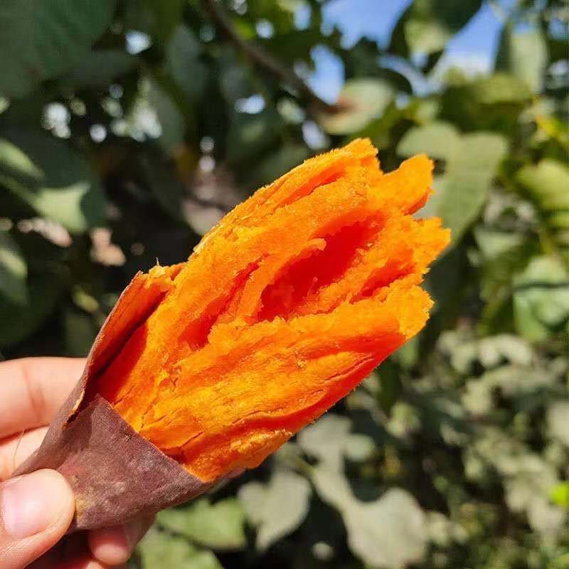 河南红薯开封西瓜红红薯口感软糯产地直发