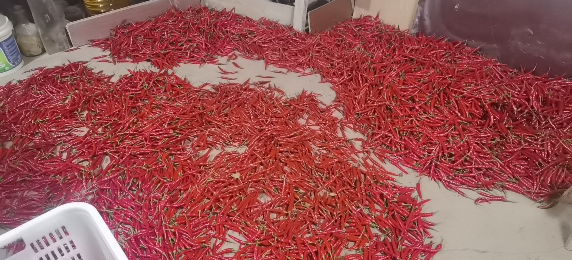 多味鲜小米椒产品展示图,展示其色泽鲜亮、颗粒饱满的特写画面 多味鲜小米椒产品展示图