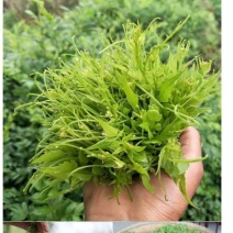 湖南湘西莓茶