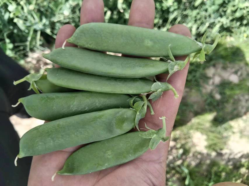 豌豆尖的嫩芽形态展示