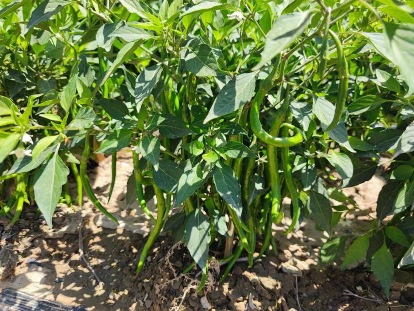 翠玉线椒田间挂果特写:植株健壮,枝条上密集悬挂数十条修长笔直的翠绿色线椒,果色均匀如碧玉,表面覆薄蜡质层,阳光下泛柔光,背景为湖南衡阳标准化露地种植基地 翠玉线椒田间挂果特写:植株健壮,枝条上密集悬挂数十条修长笔直的翠绿色线椒,果色均匀如碧玉,表面覆薄蜡质层,阳光下泛柔光,背景为湖南衡阳标准化露地种植基地