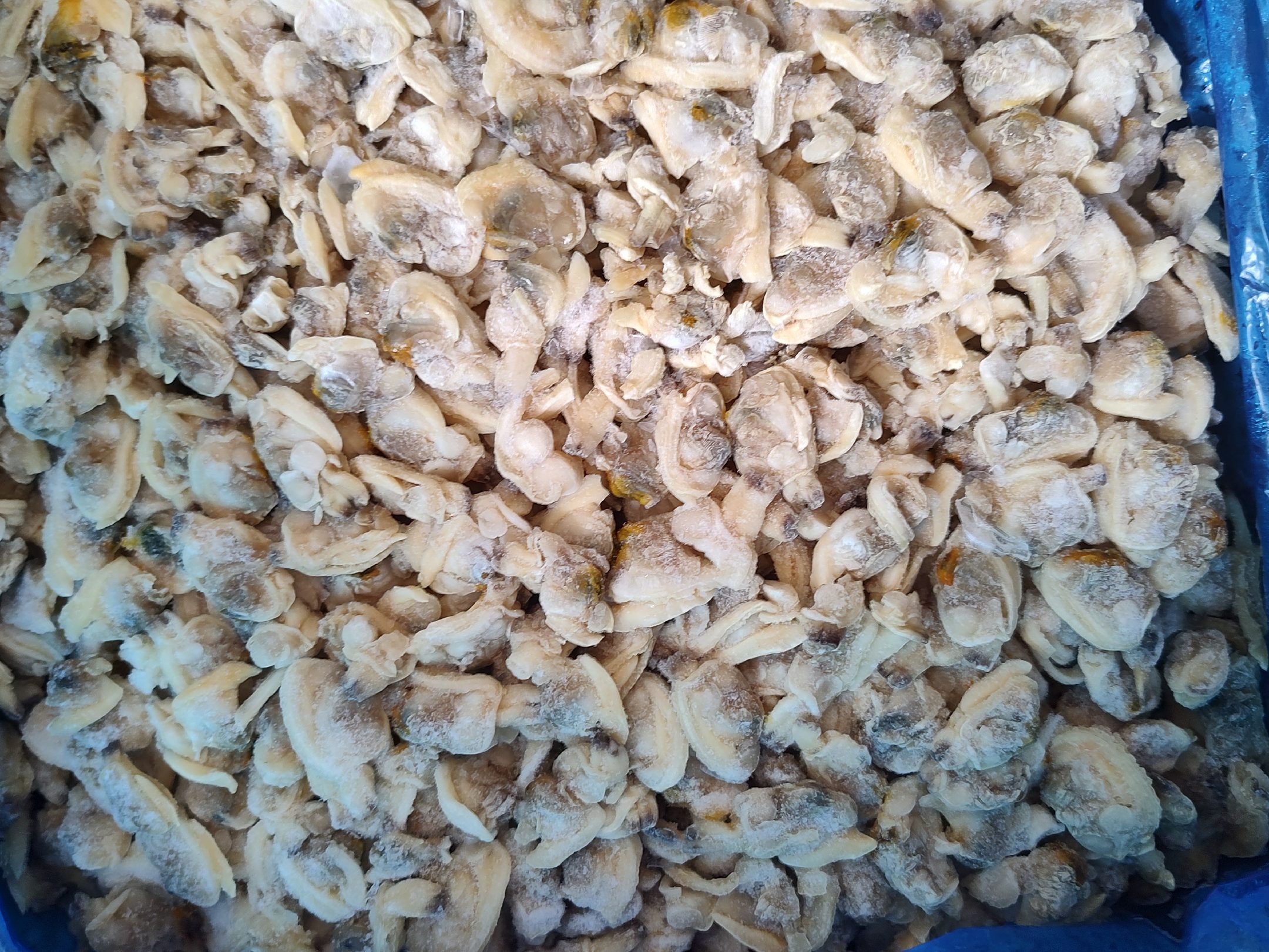 花蛤在45℃温盐水中进行90秒激吐处理实拍:泡沫丰富,表明黏液与残沙正高效排出,温度计精准显示45℃黄金区间 花蛤温浴激吐特写:不锈钢小锅中盛放45℃淡盐水,投入沥干花蛤,水面迅速泛起密集白色泡沫,花蛤壳缝清晰可见黏液渗出,背景温度计显示45.2℃