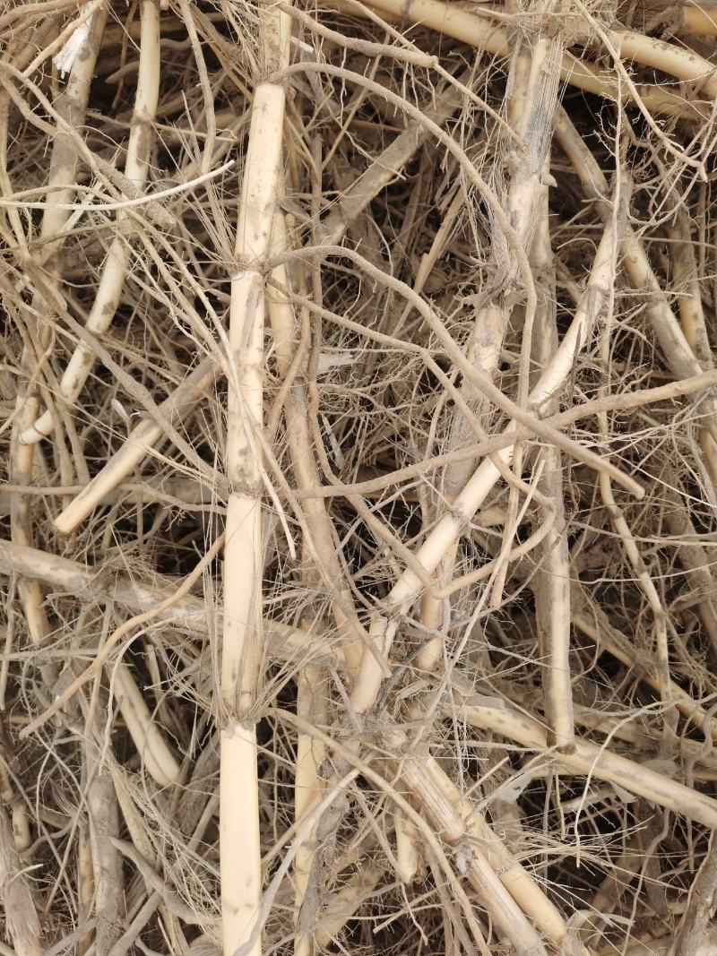和田沙漠野生芦苇根大量批发3000吨