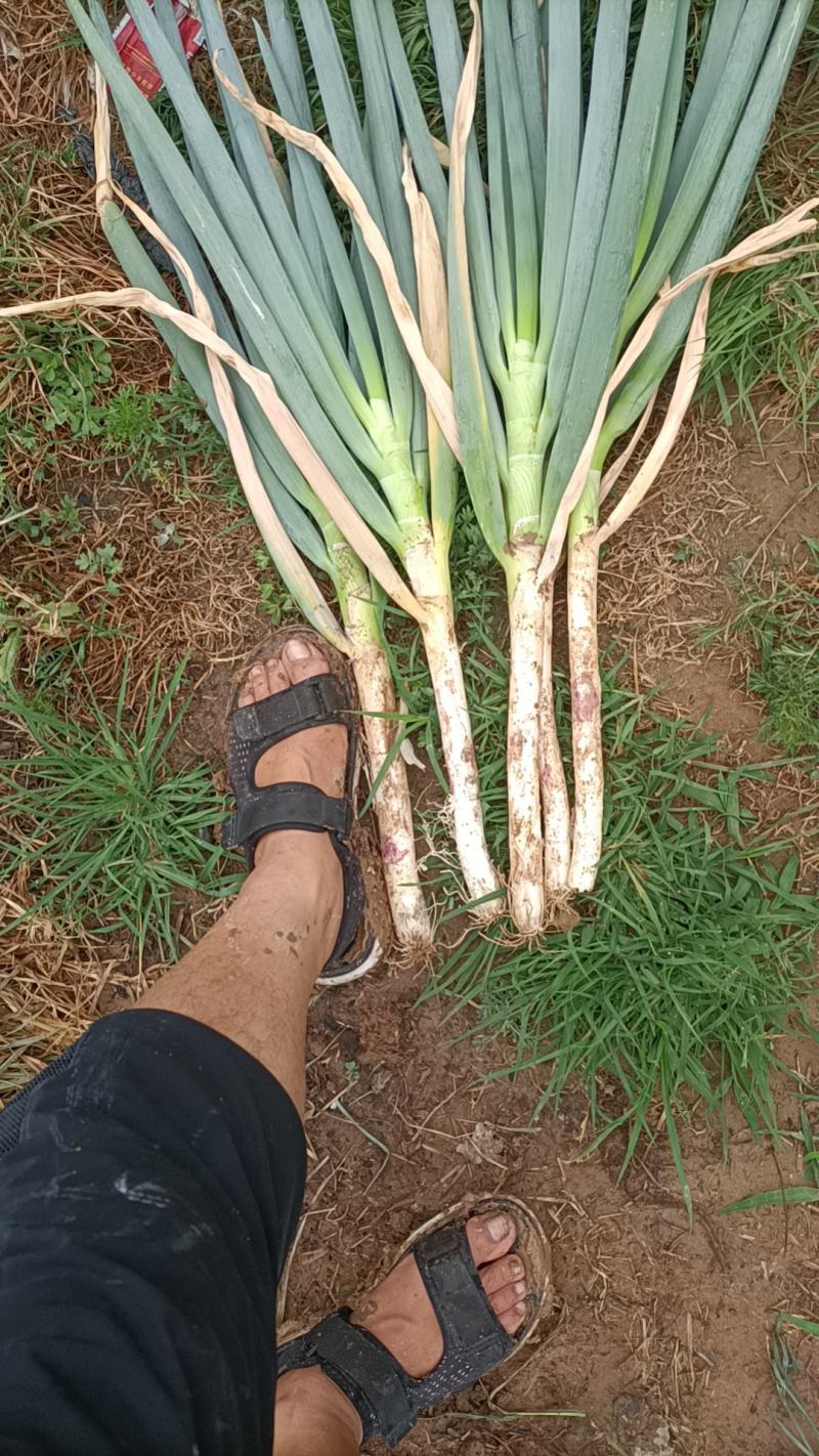 [铁杆大葱批发]钢葱,价格0.55元/斤 - 一亩田