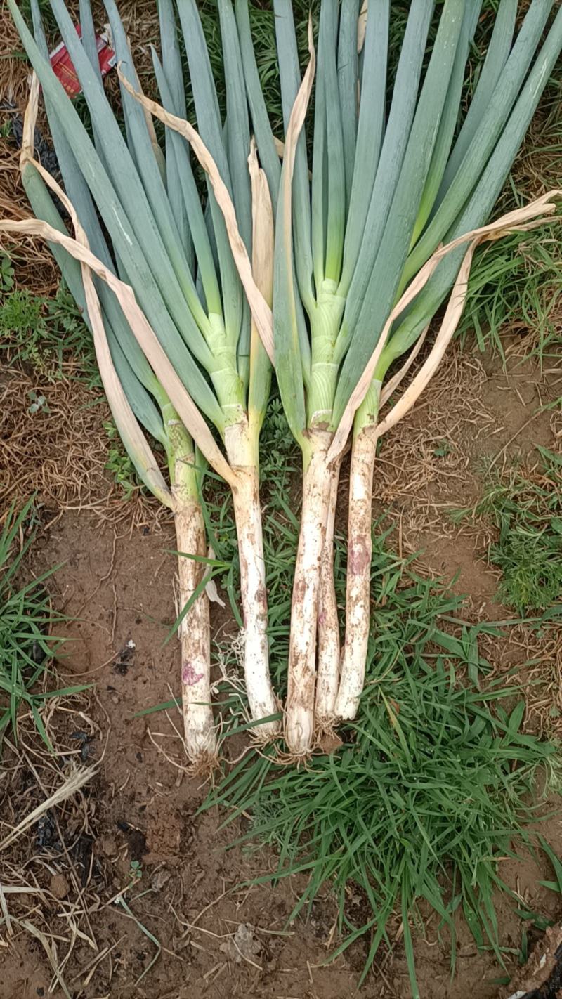 [铁杆大葱批发]钢葱,价格0.55元/斤 - 一亩田