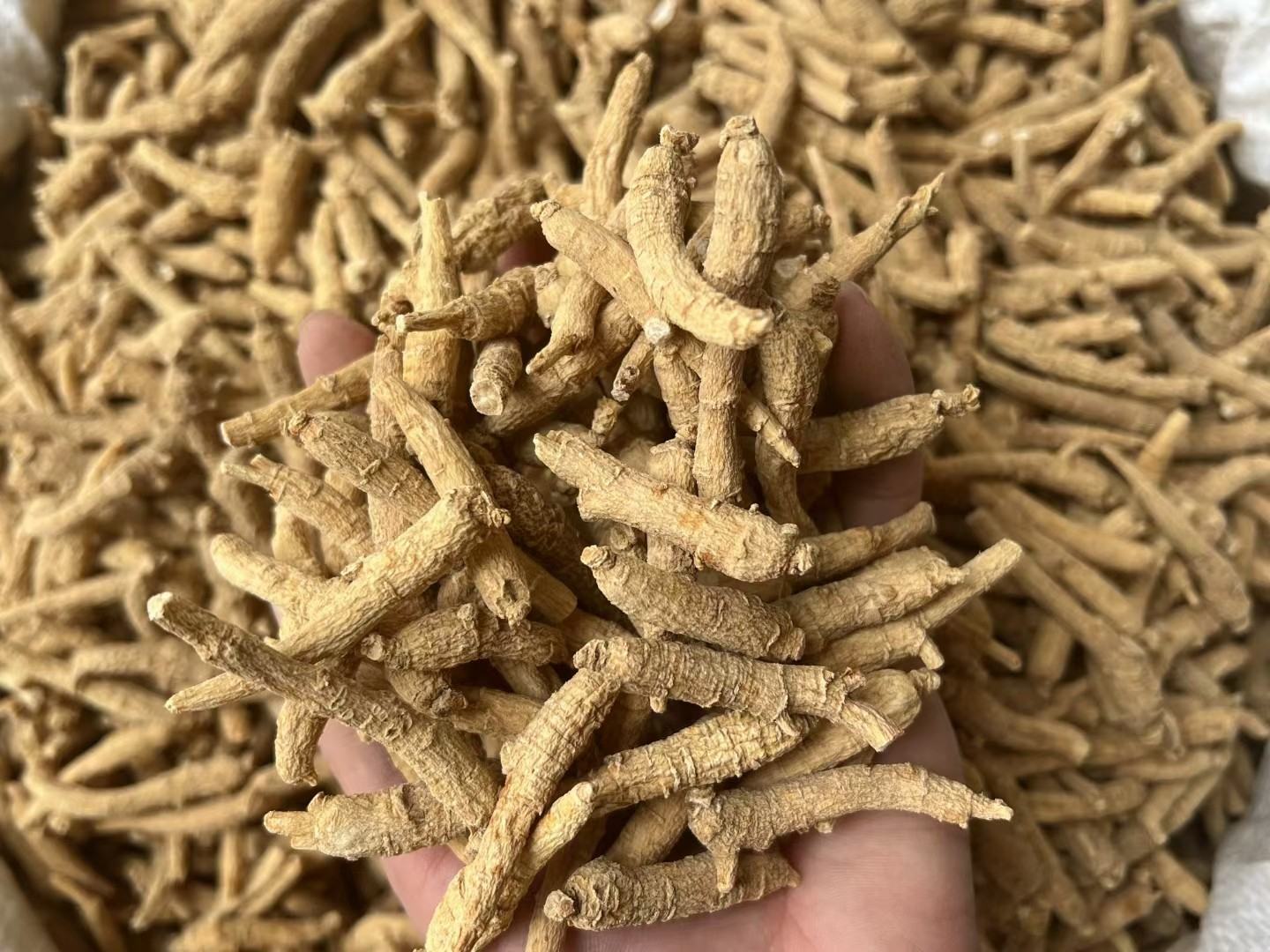 中医师手持西洋参切片与体质辨识卡对照讲解：卡片分列“阳虚”“湿热”“气阴两虚”三型，突出西洋参仅适用于第三型