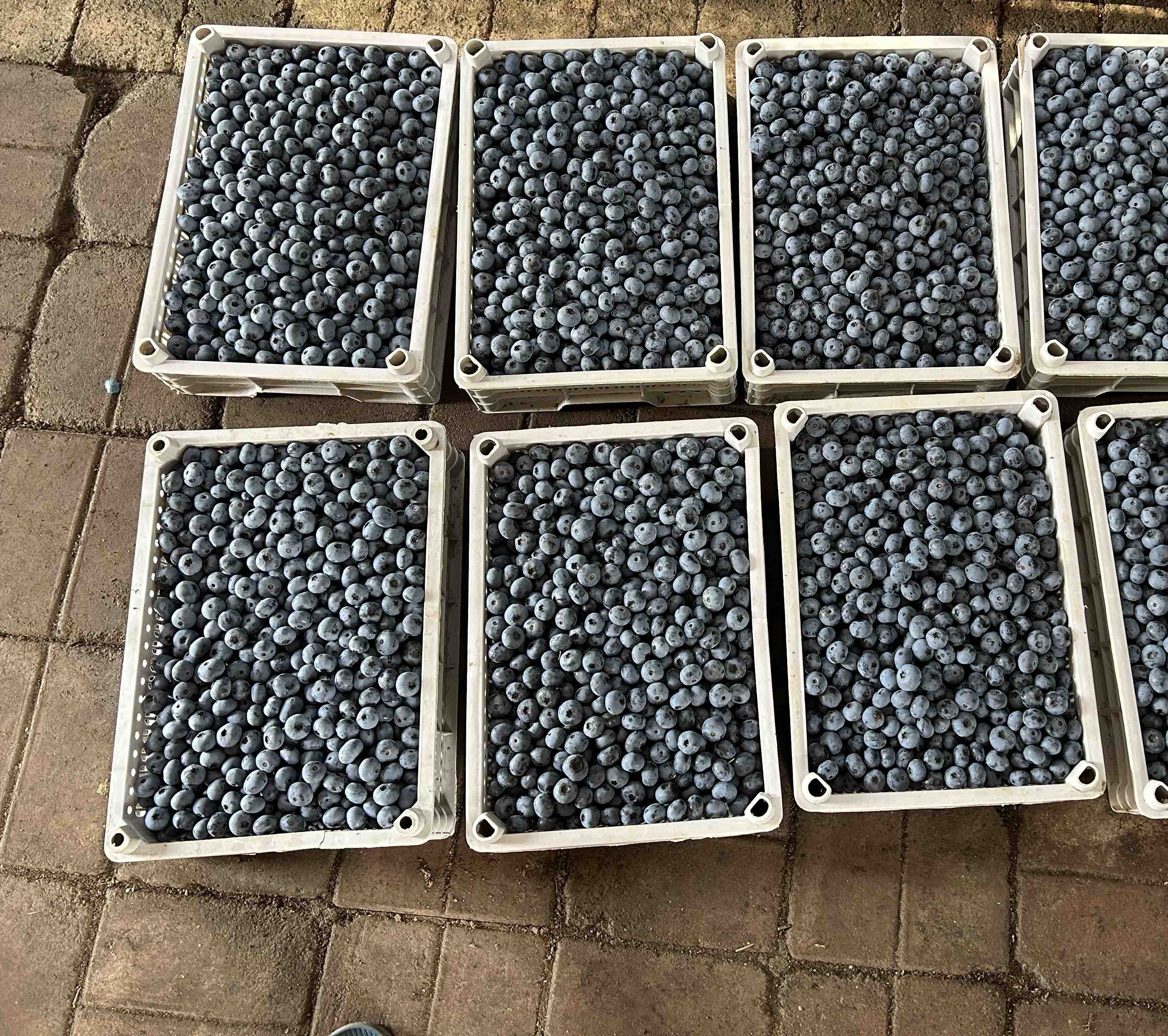 蓝莓采摘工人在果园中采摘