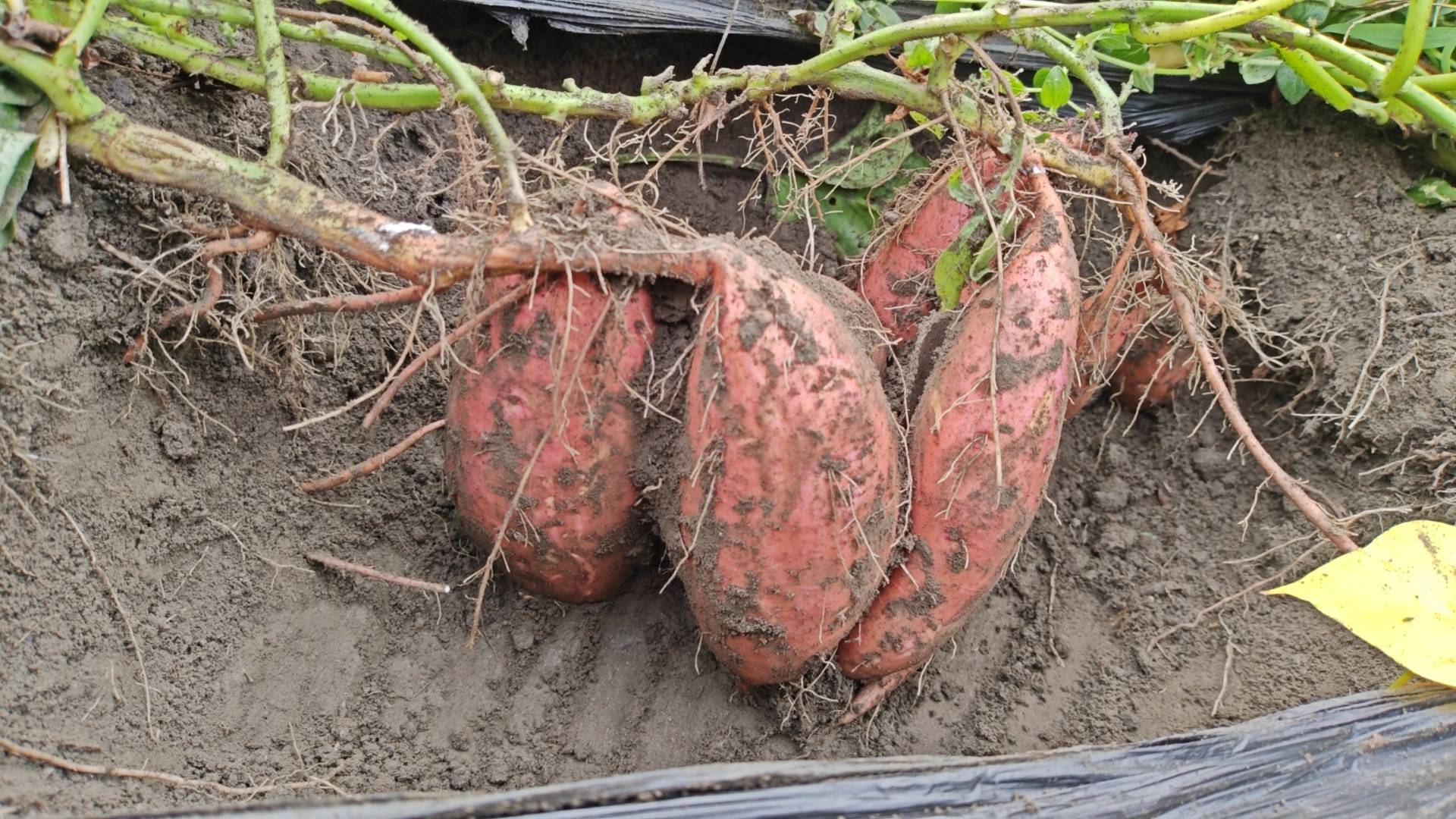 多位农民正在沙土地里挖掘烟薯,成串的红薯从土壤中被拔出,根部带有少量泥土,阳光洒在田野上,远处有农用车辆停放,体现丰收季节的劳作场景 农民在田间收获烟薯的场景