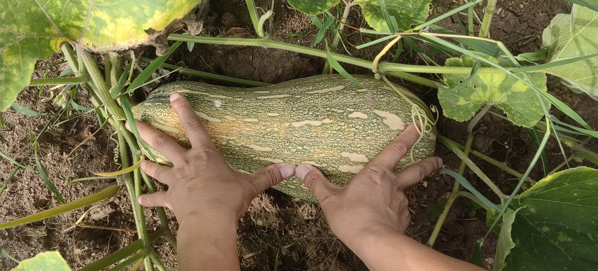 农民在田间采摘成熟的蜜本南瓜,金黄色的南瓜整齐摆放在地上,阳光洒满田野,背景是成片的南瓜藤和远处劳作的身影 蜜本南瓜丰收场景