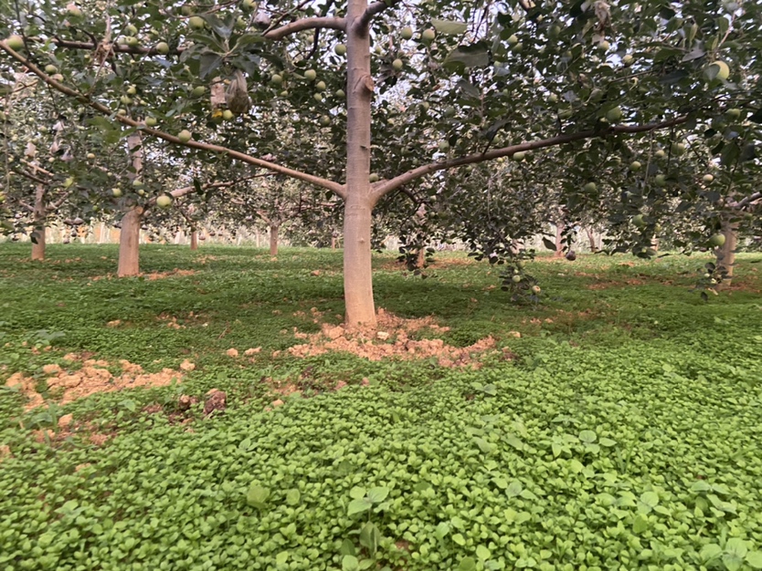 金黄饱满的黄元帅苹果挂满枝头，阳光洒在果园中，树叶间透出温暖的光斑，远处有果农正在采摘