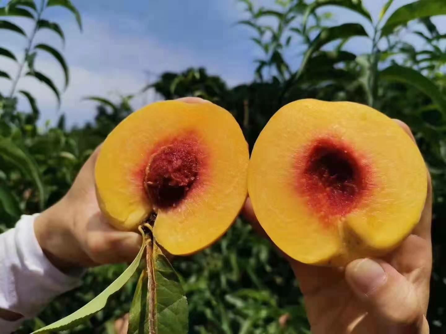 切开的炎陵黄桃特写