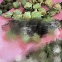 柏树籽