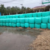 玉米青储