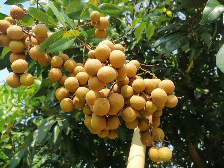 石硖龙眼整株树冠远景图