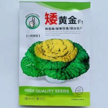 乌塌菜种子株型矮耐寒性强！适应性广黄心乌塌菜种子