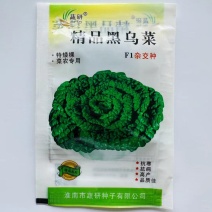 乌塌菜种子一代杂交黑乌塌菜抗病抗寒纤维少口感好耐老抽苔迟