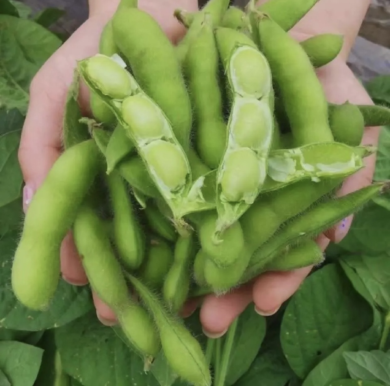 高清微距摄影:新鲜毛豆荚饱满青翠,豆粒圆润饱满呈翡翠绿色,表面覆有细微蜡质层;旁边散落几颗已剥出的完整豆粒,一颗置于儿童粉嫩小手掌心,体现‘孩子可安全食用’的直观信任感 毛豆孩子吃有什么好处:特写镜头展示新鲜带荚毛豆与剥出的翠绿豆粒,背景为儿童小手捧起毛豆粒,桌面铺有白棉布,自然光拍摄