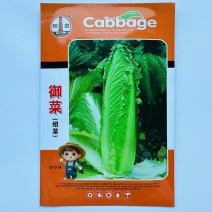 御菜种子水果白菜种子一代杂交种麻叶青白菜种子丰产抗病
