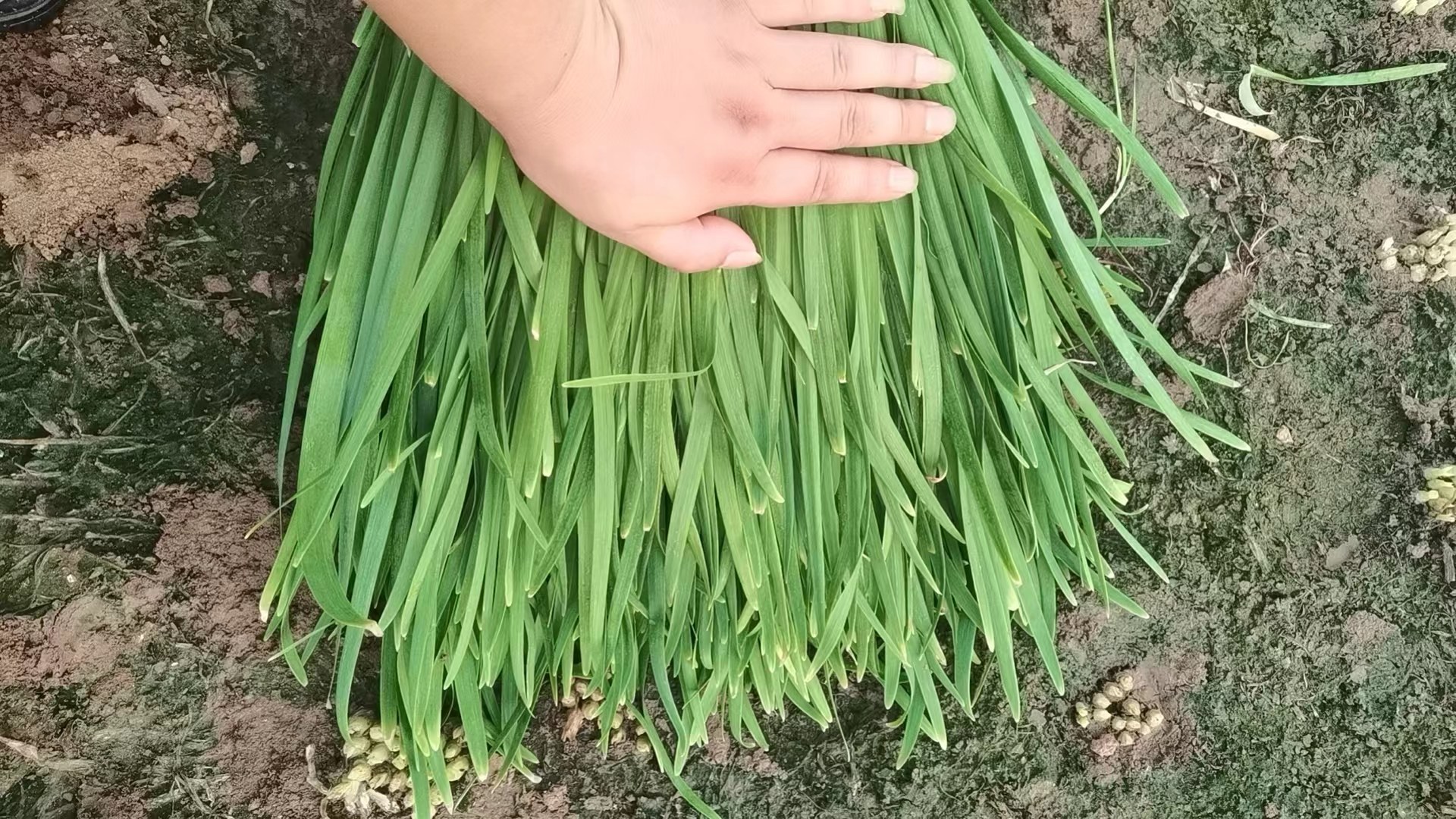 大叶韭菜植株特写