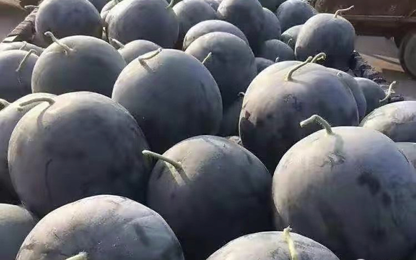 高清微距摄影:左侧为无籽西瓜(果肉均匀粉红,无籽痕,质地略绵软);右侧为同品种有籽西瓜(果肉深红带放射状籽痕,可见成熟黑色种子,质地更脆嫩);背景标注标尺(1cm刻度),突出果肉色泽差异与结构密度对比 无籽西瓜与有籽西瓜横切面对比特写