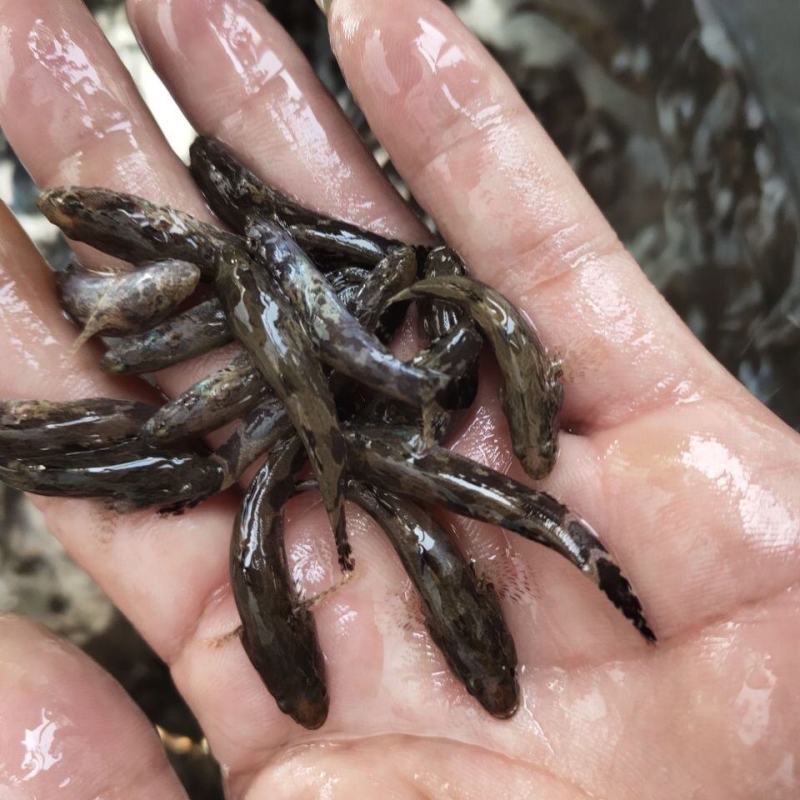 笋壳鱼苗优质笋壳鱼苗