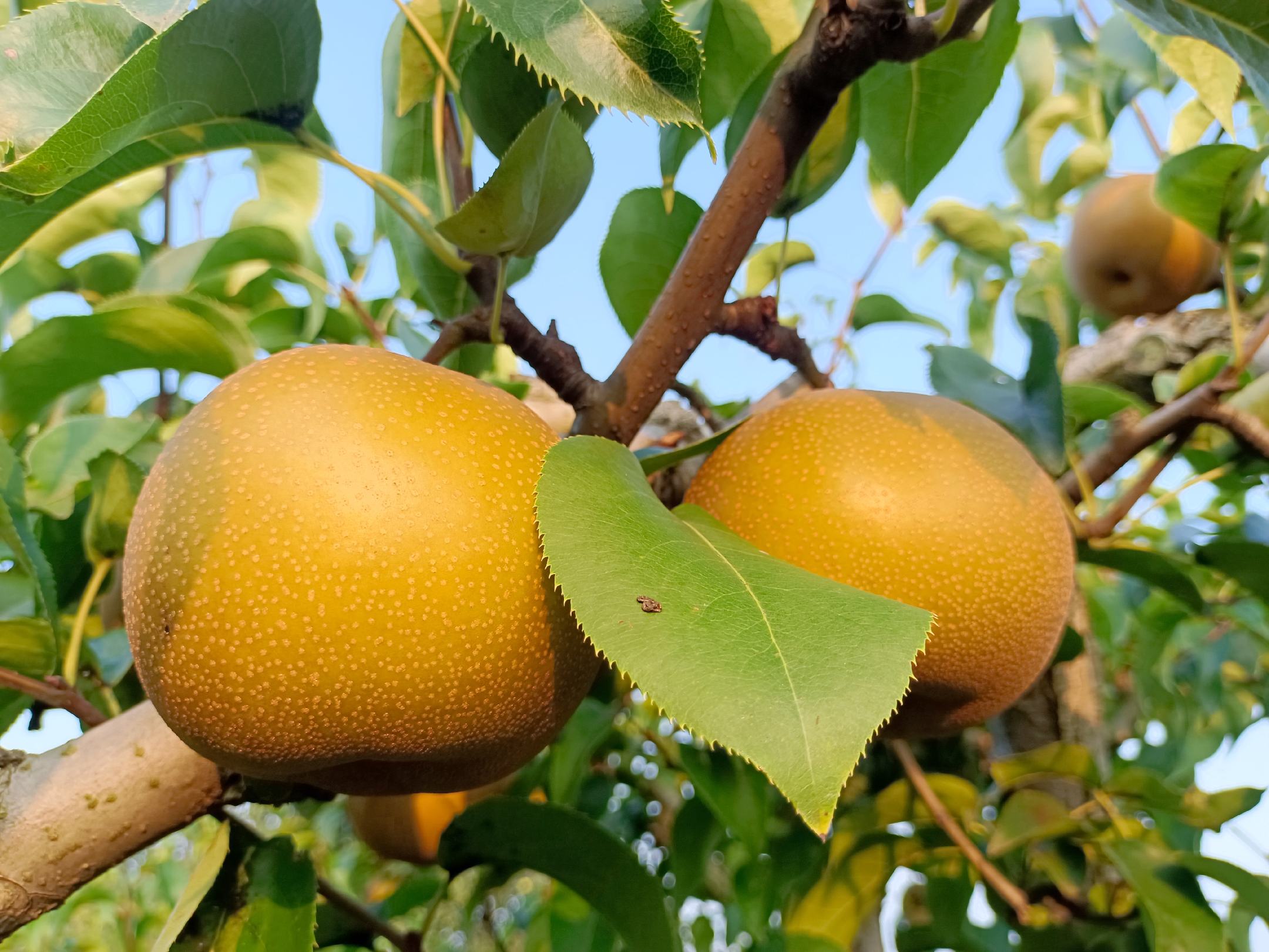 秋月梨果园实景图