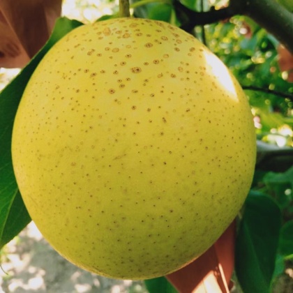 山东青岛莱西市雪梨价格行情走势 - 一亩田