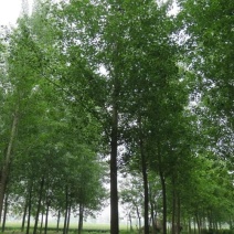 杨树