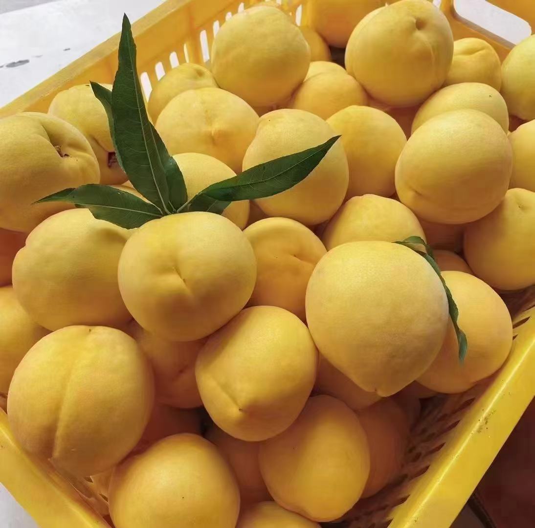 一个阳光明媚的早晨,户外农贸市场的一个水果摊位上整齐排列着多个篮子,装满金黄色的新鲜黄桃;几位顾客正在仔细挑选,摊主微笑着介绍产品,背景可见‘本地直供’标识牌,突出食材来源可靠 农贸市场摊位上摆放着新鲜黄桃供顾客挑选