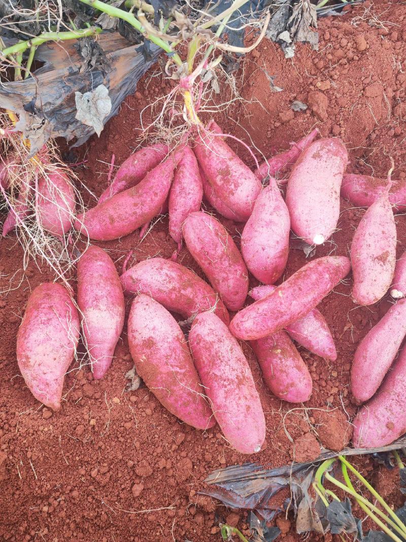 云南建水高原西瓜红蜜薯产地直发质量保证需要的老板联