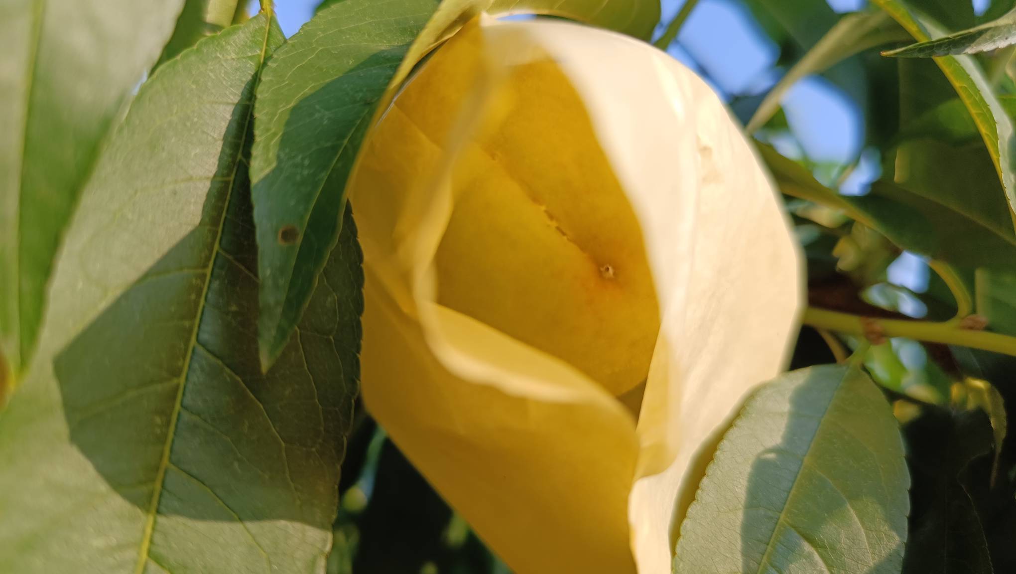 一名果农正在黄桃园中进行果实套袋操作,手持纸袋轻轻套住果实,周围树木整齐排列,阳光透过树叶洒下斑驳光影,地面覆盖黑色地膜,体现现代化果园管理 黄桃果园夏季管理场景