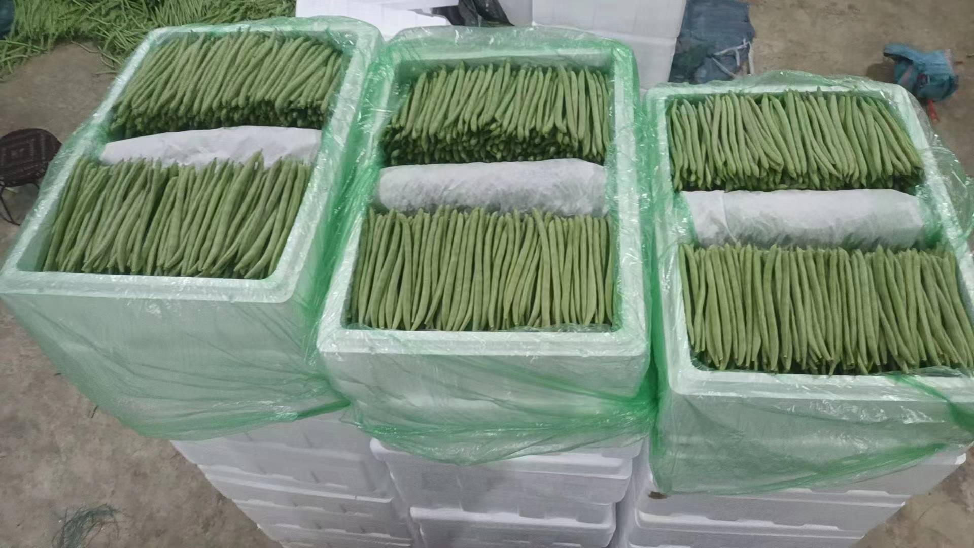 四季豆冷冻前处理