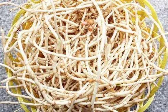 鱼腥草根的实物图