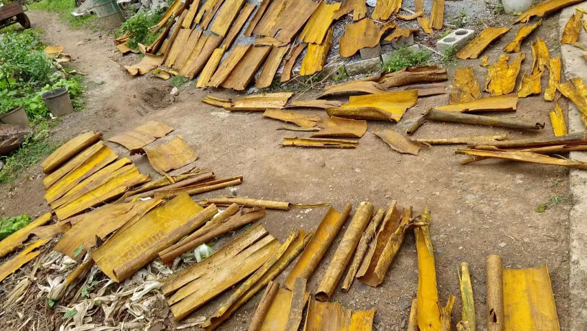 传统侧柏洗头制备过程示意图