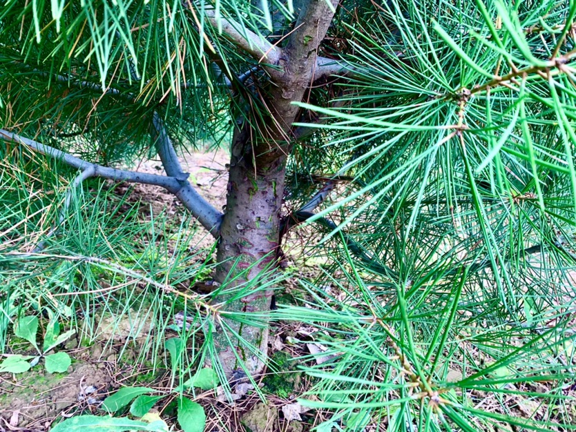 白皮松树冠全景图