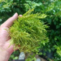 张家界莓茶