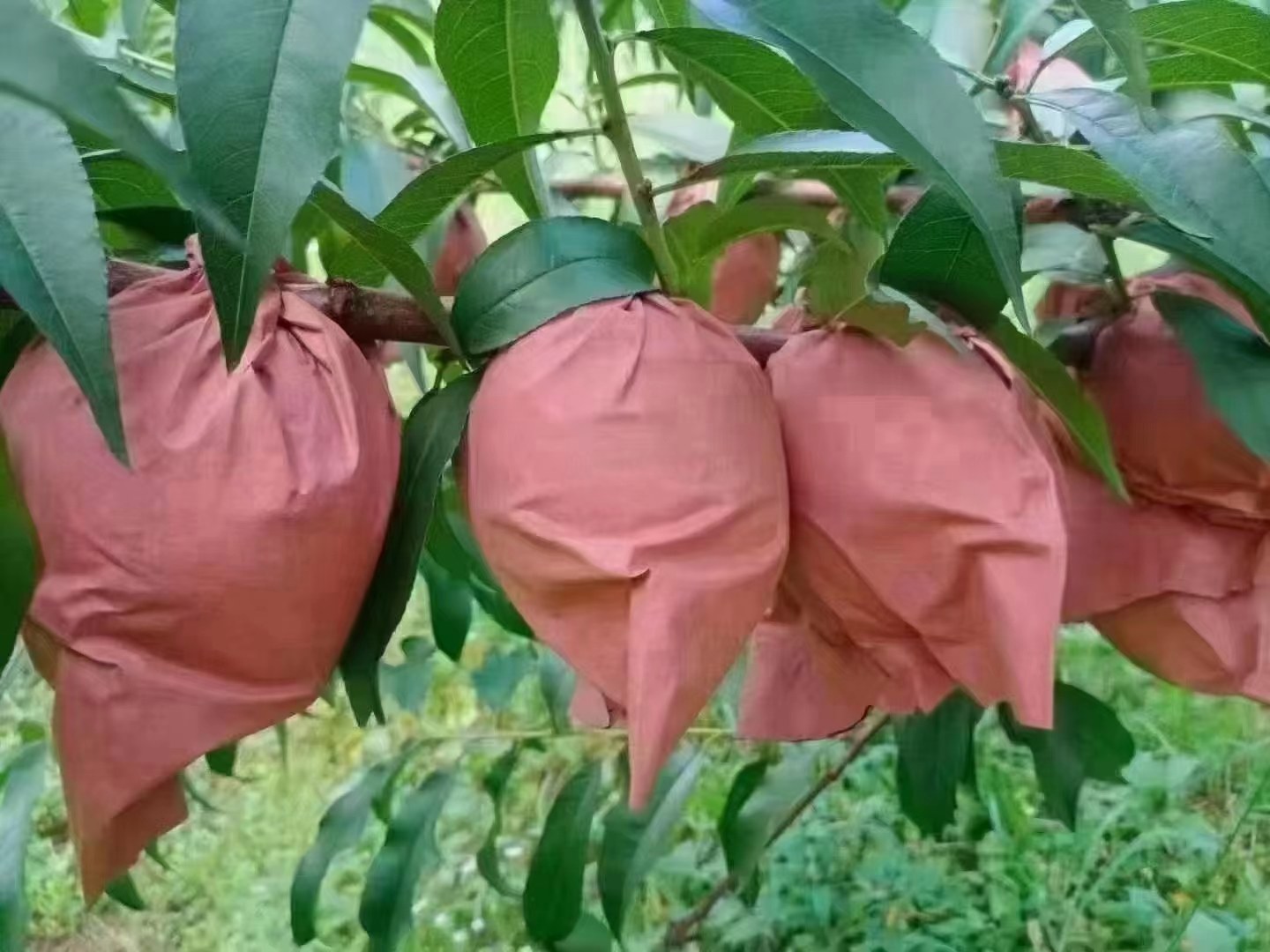 金陵黄露黄桃套袋试验田对比图