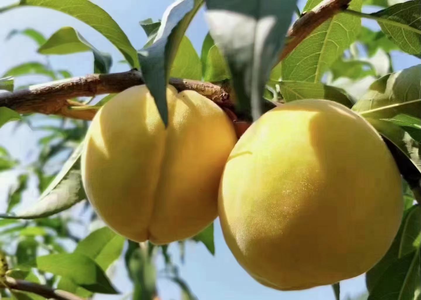 果农正在采摘成熟的炎陵黄桃