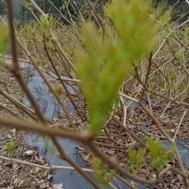 张家界梅茶