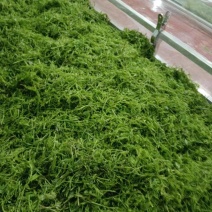 永顺莓茶