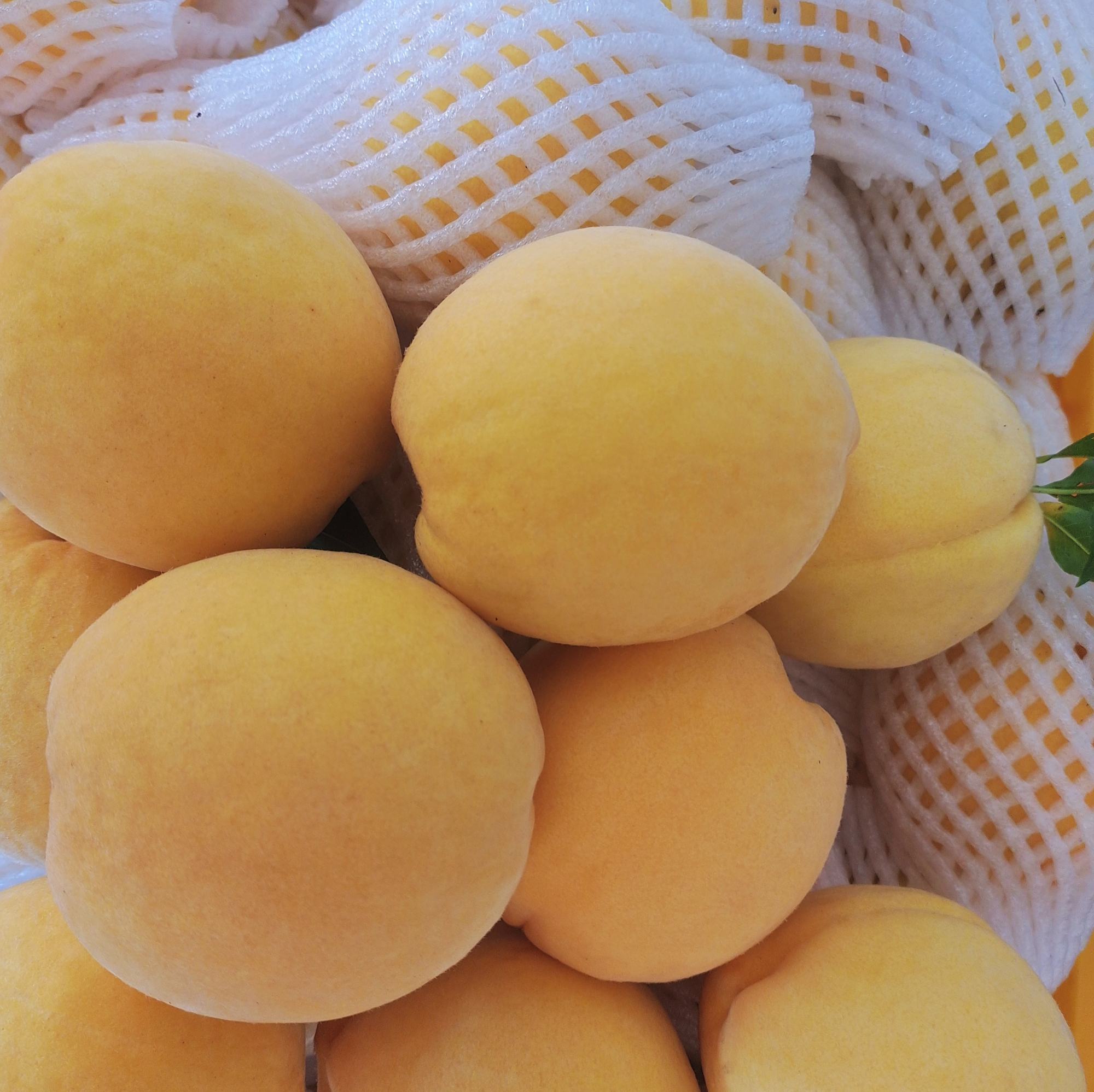 炎陵黄桃特写对比图：左为刚采摘的鲜果（果皮金黄泛红晕、带天然果霜、果蒂青绿）、右为常温存放5天后果实（色泽暗沉、表皮微皱、果蒂干枯）