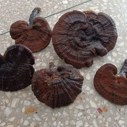 平塘县灵芝产地行情