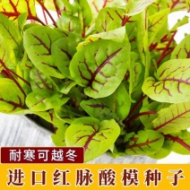 红脉酸模种子西餐摆盘点缀沙拉蔬菜红丝红柄酸膜叶香草菜特菜