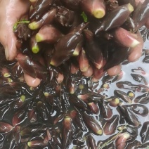 阳荷