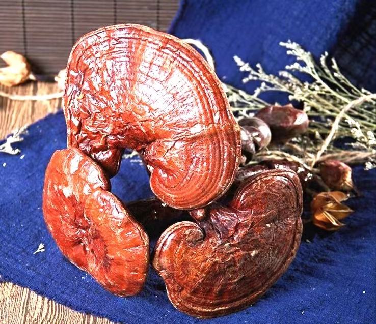 灵芝原材与切片对比图